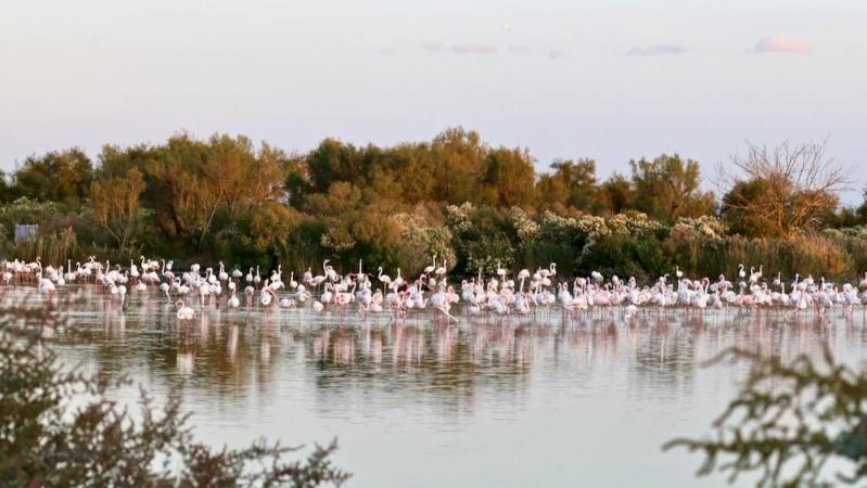 Réserve ornithologique de Pont de Gau