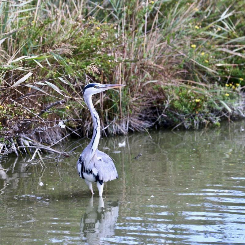 Réserve ornithologique de Pont de Gau