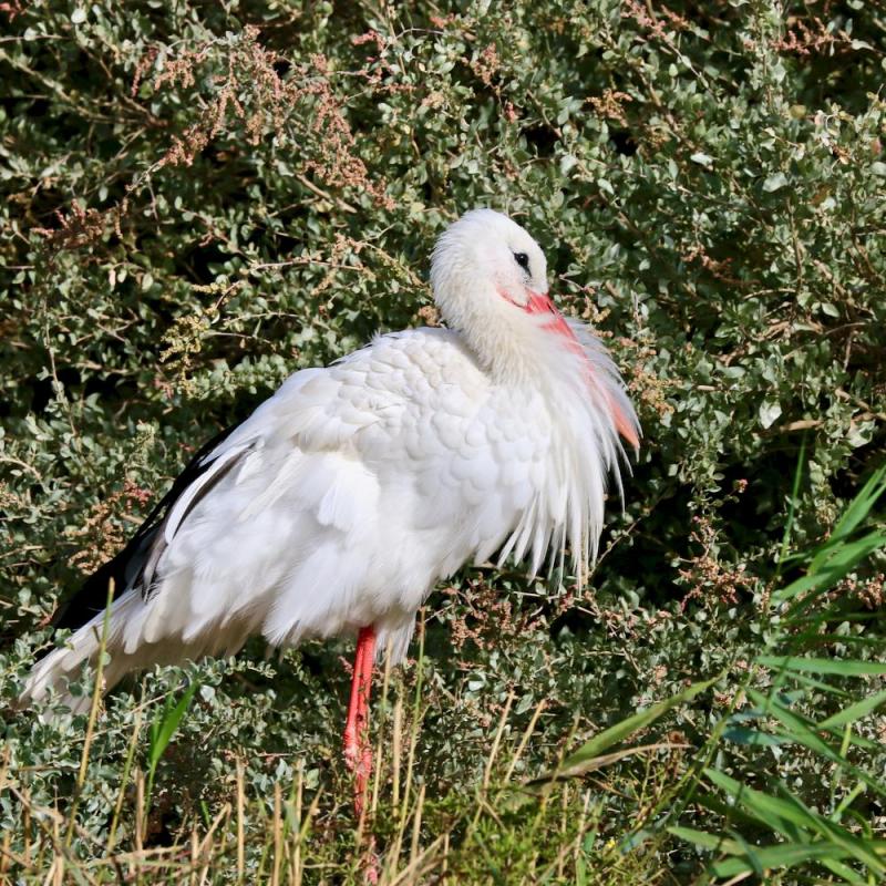 Réserve ornithologique de Pont de Gau