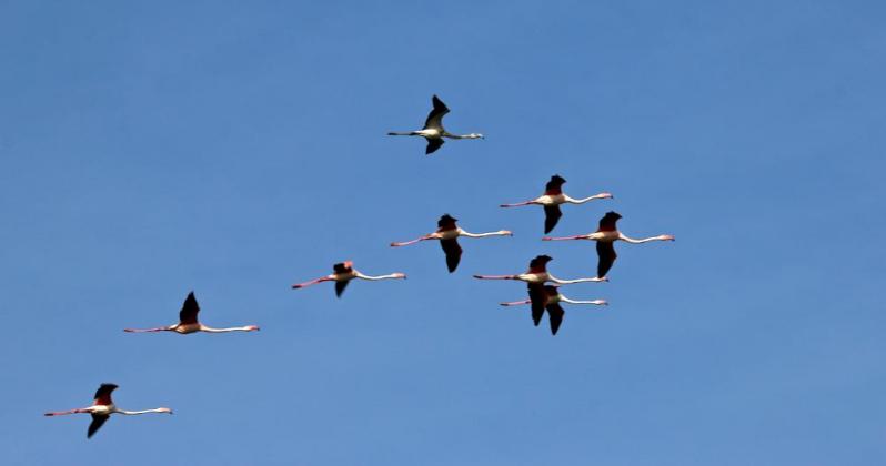 Réserve ornithologique de Pont de Gau