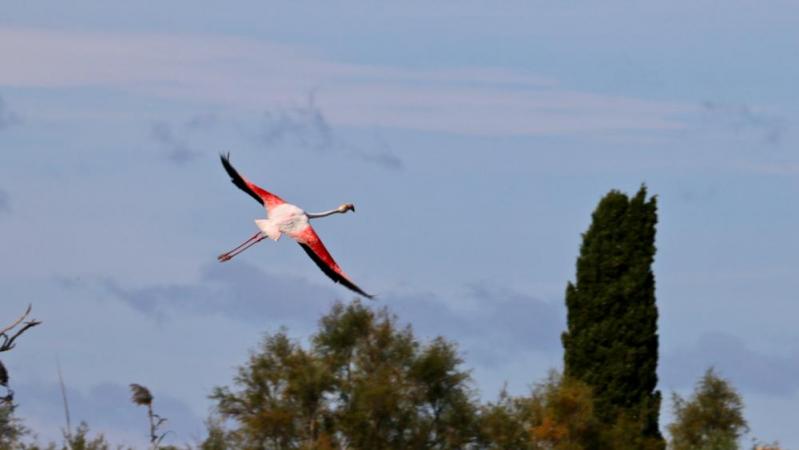 Réserve ornithologique de pont de gau