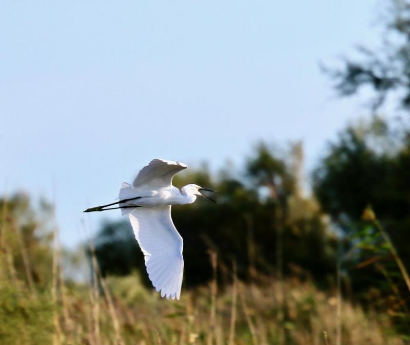 Réserve ornithologique de Pont de Gau