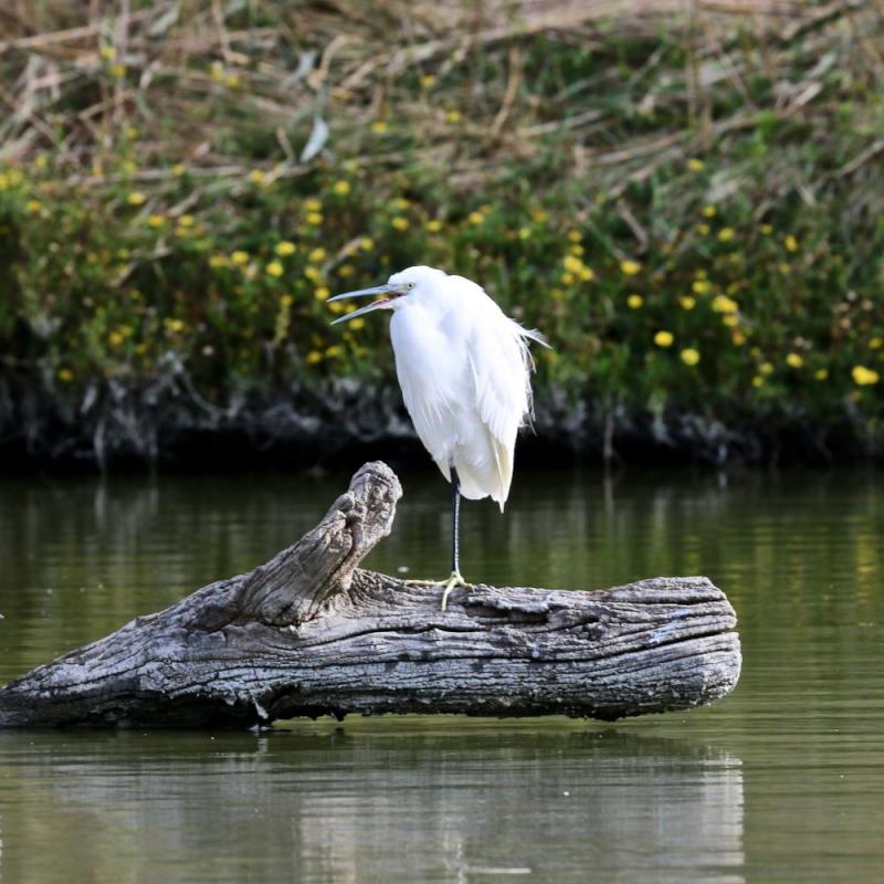 Réserve ornithologique de Pont de Gau