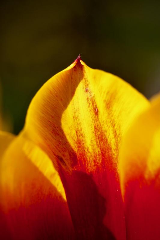 Tulipe