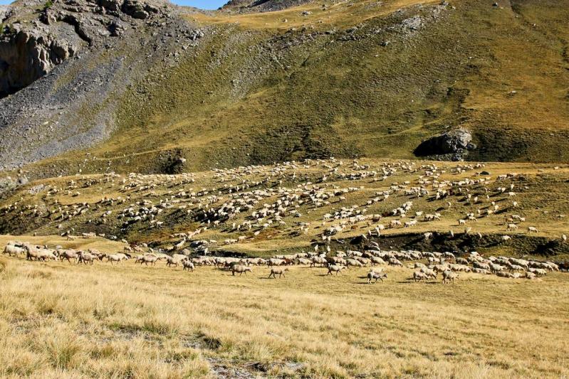 Vers le Col de la Bonette