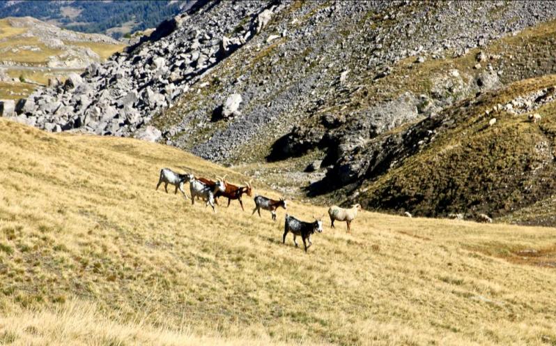 Vers le Col de la Bonette