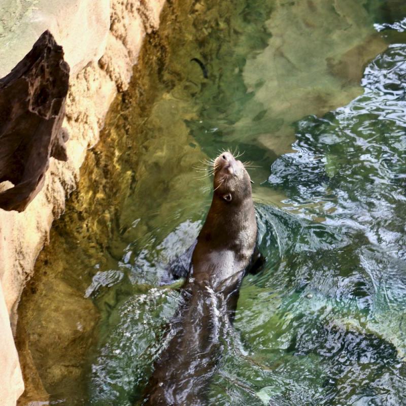 Zoo de Beauval