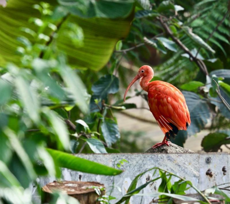 Zoo de Beauval