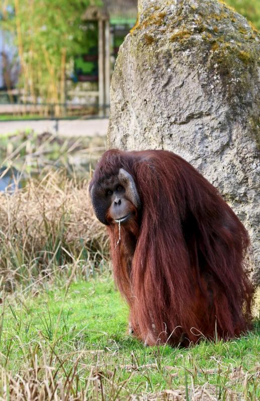 Zoo de Beauval