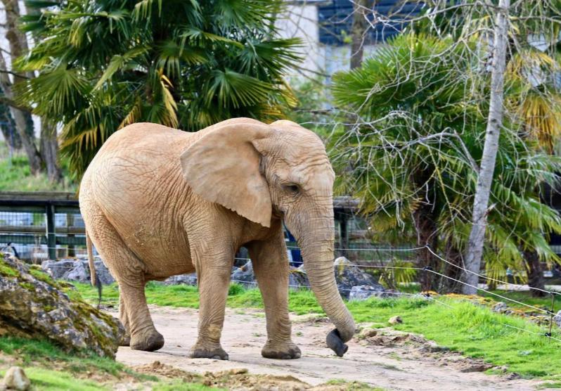 Zoo de Beauval