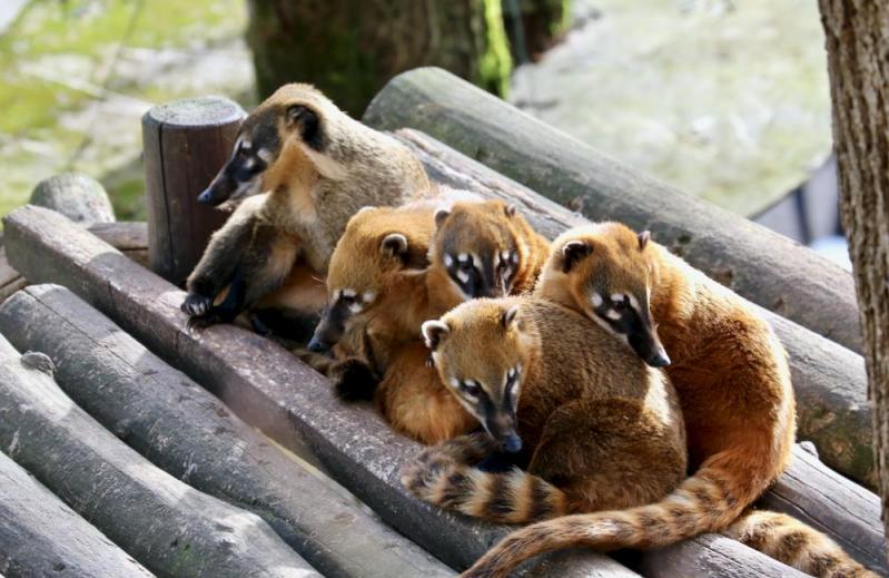 Zoo de Beauval