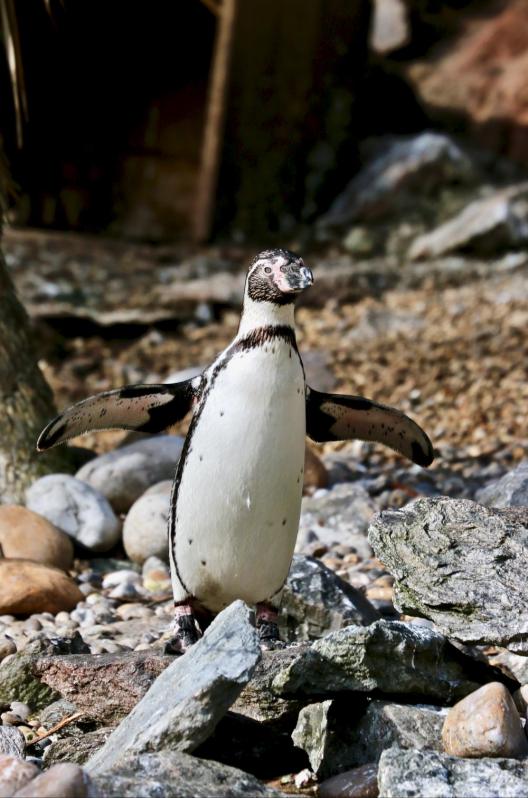 Zoo de Beauval