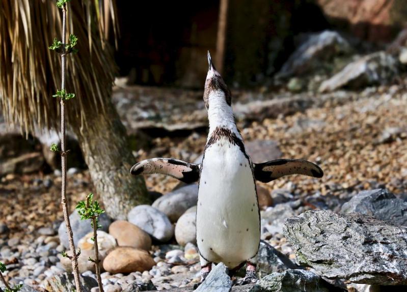 Zoo de Beauval