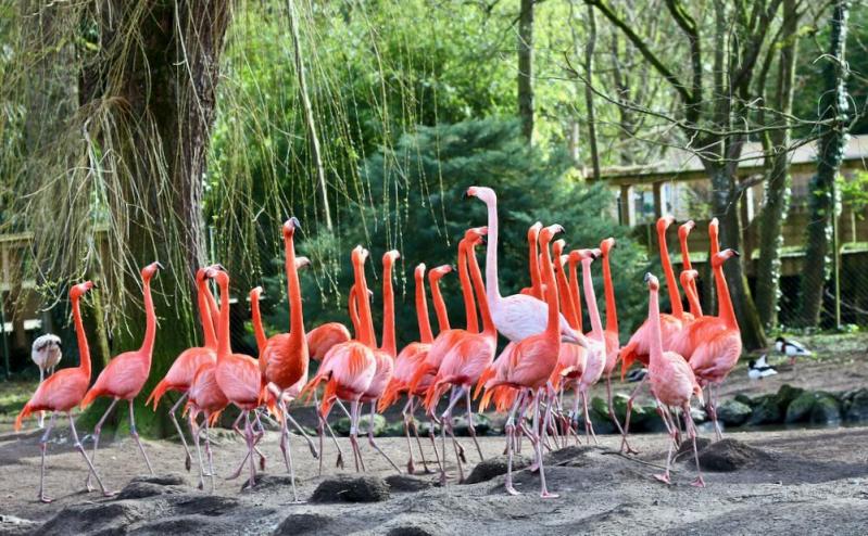 Zoo de Beauval