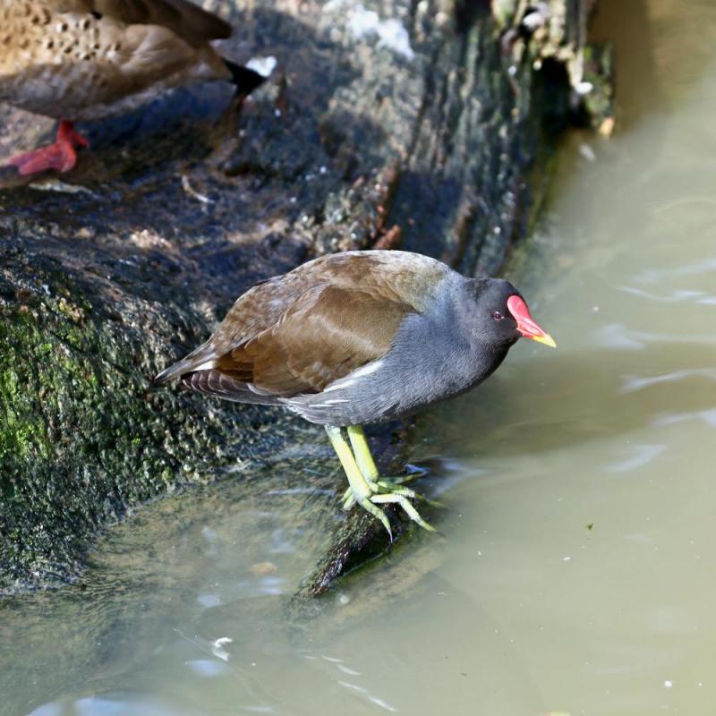 Zoo de Beauval