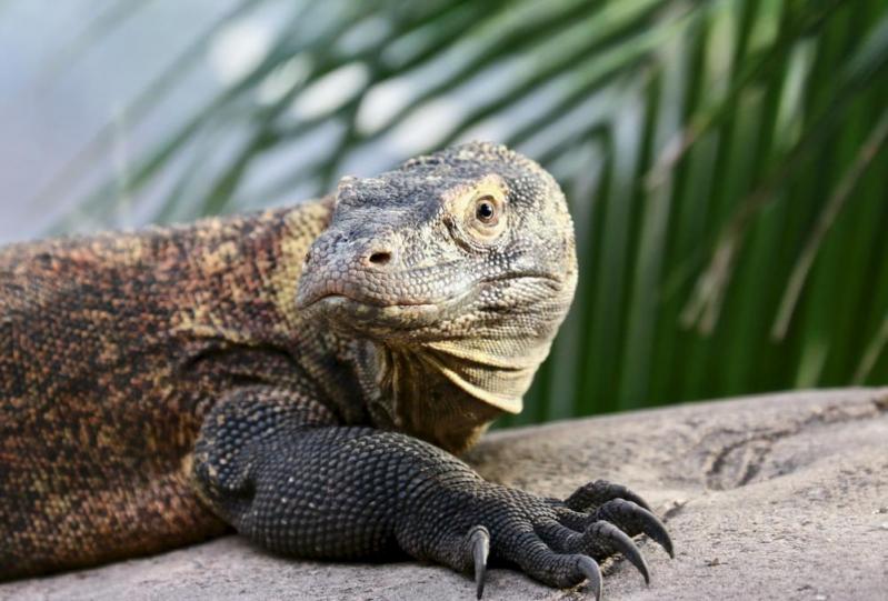 Zoo de Beauval