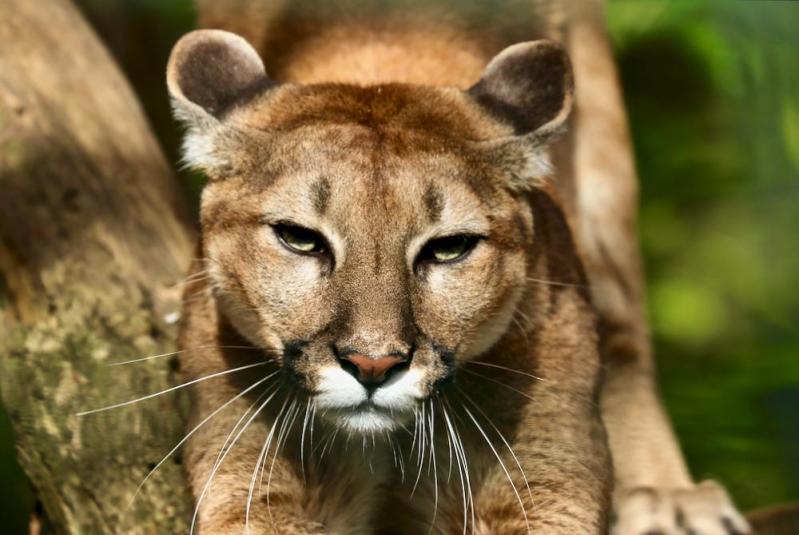 Zoo de Beauval